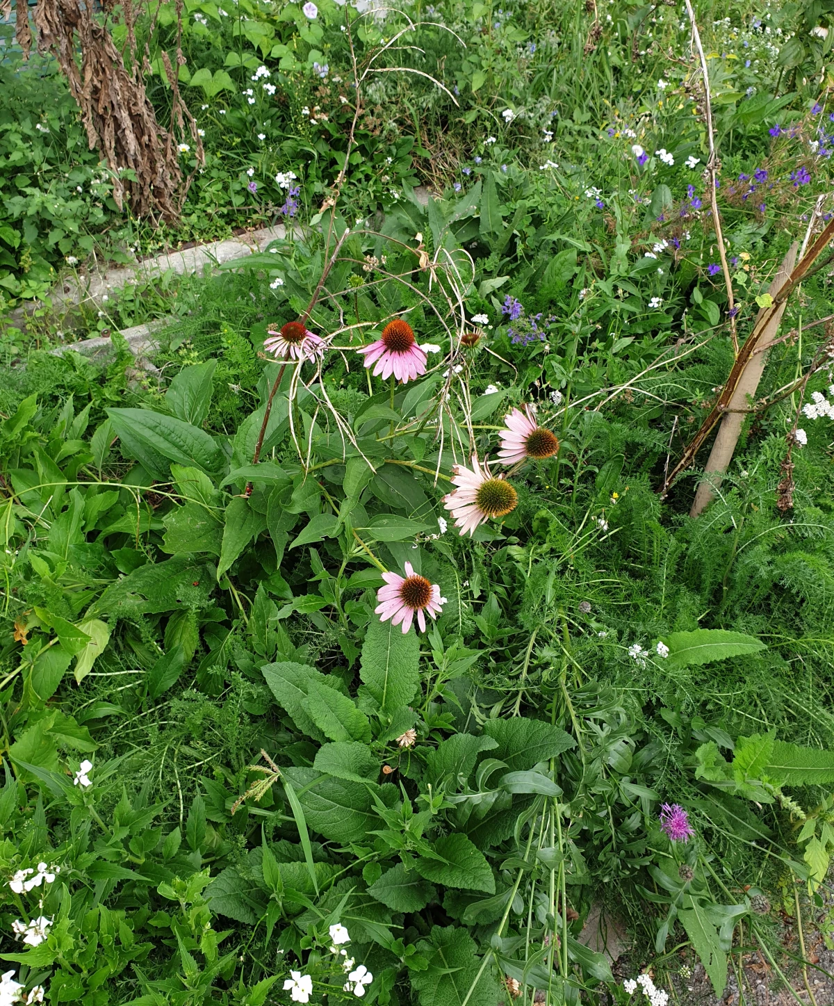 Apéro-atelier au potager