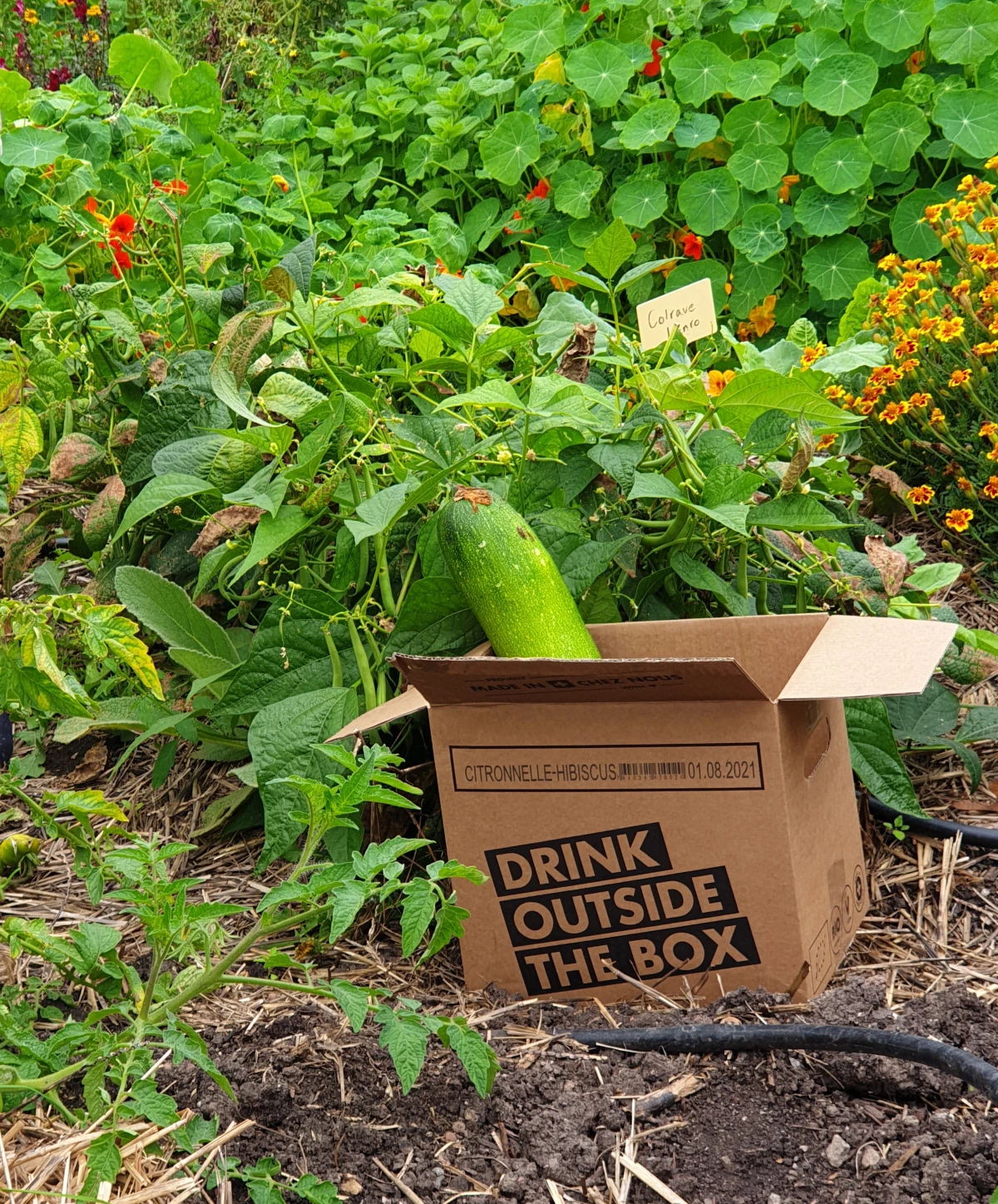 Atelier jeune public · Du potager à l'assiette 