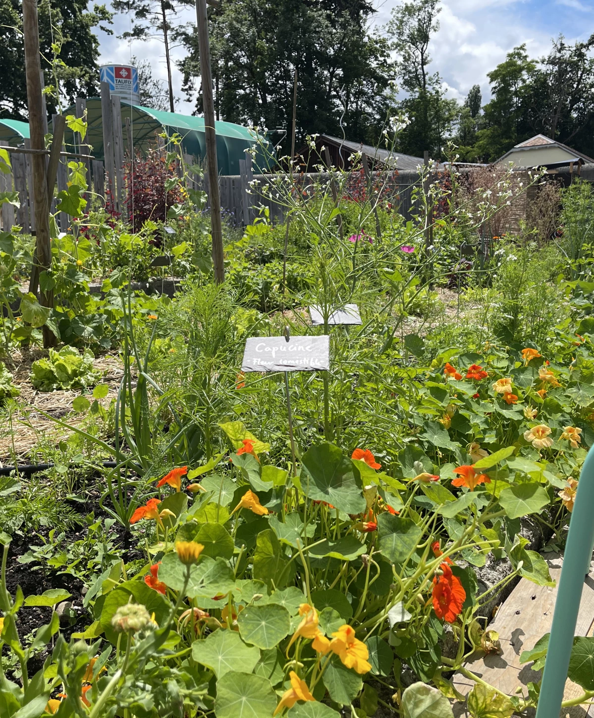 Rencontre au Potager  : Semences
